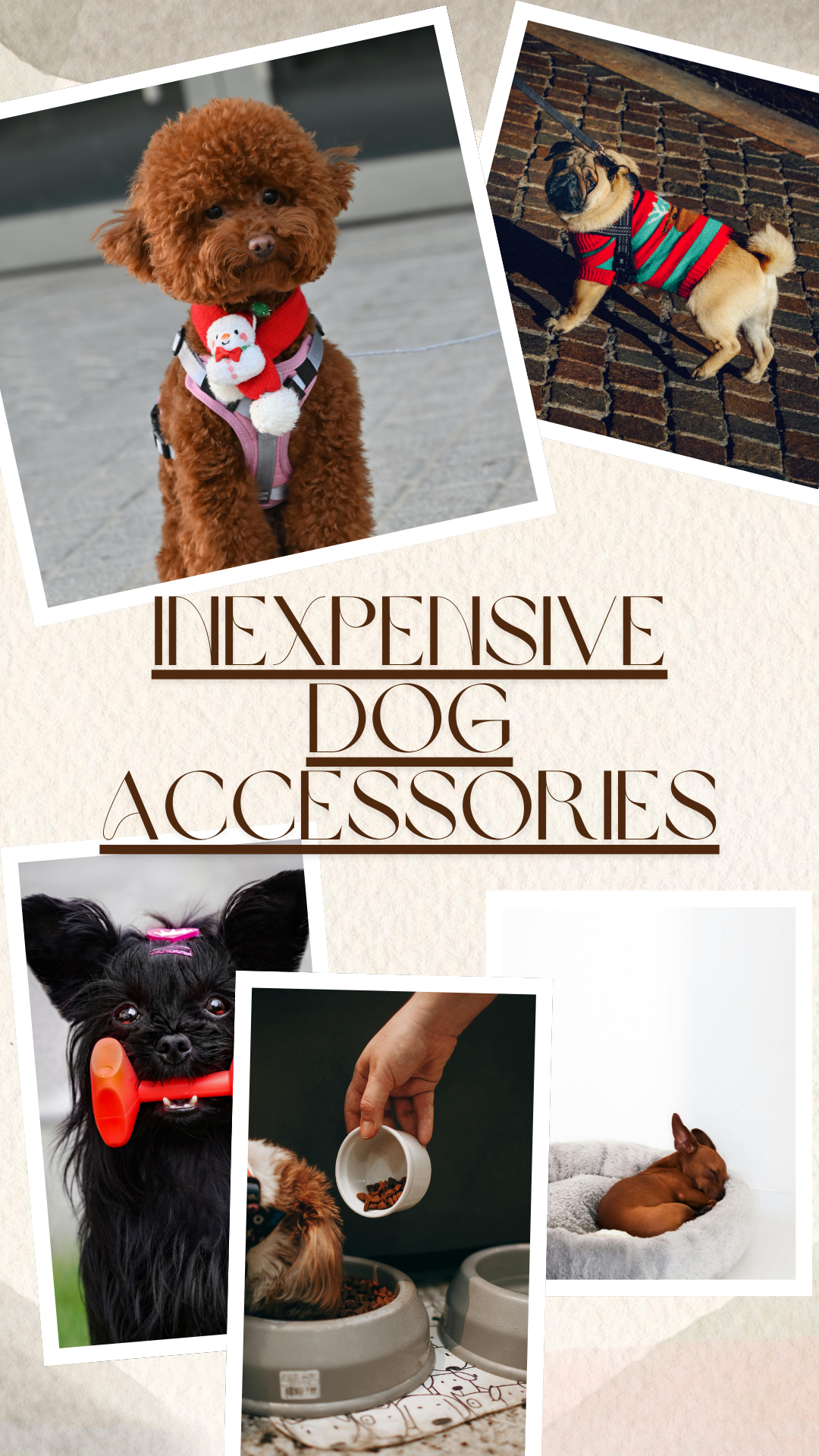 Spoiled on a Budget: Top Inexpensive Dog Accessories You'll Both Love