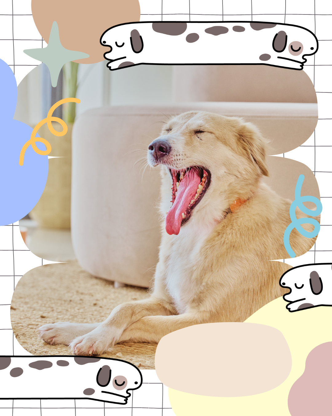 The Best Stuff for Small Dogs