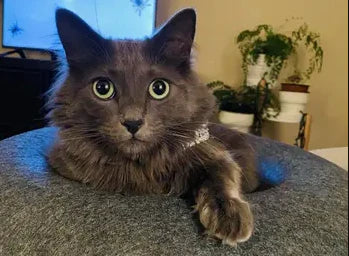 A must-have for every cat!